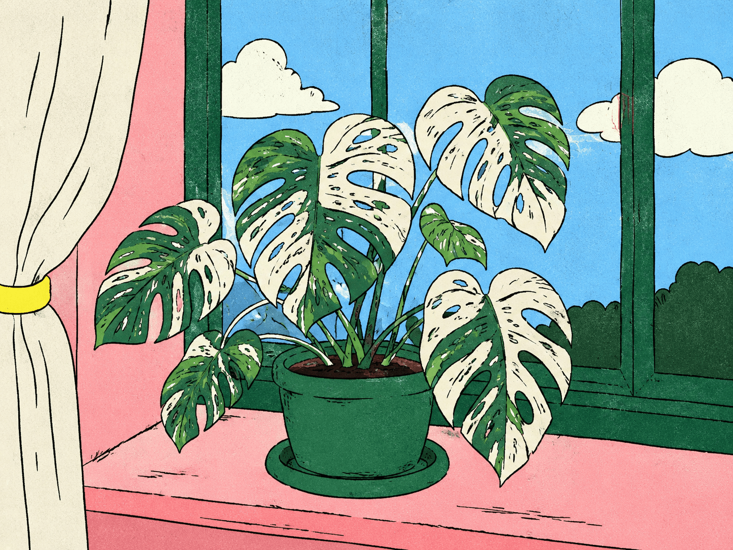 Monstera Albo, Marble Queen